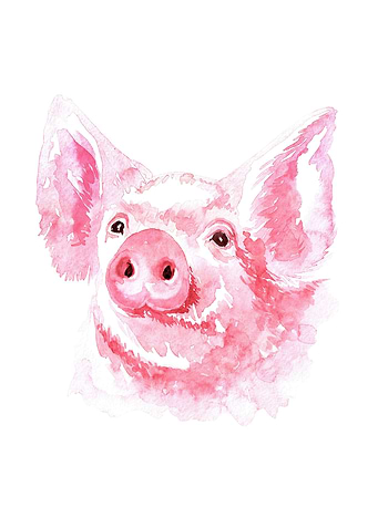 Pig
