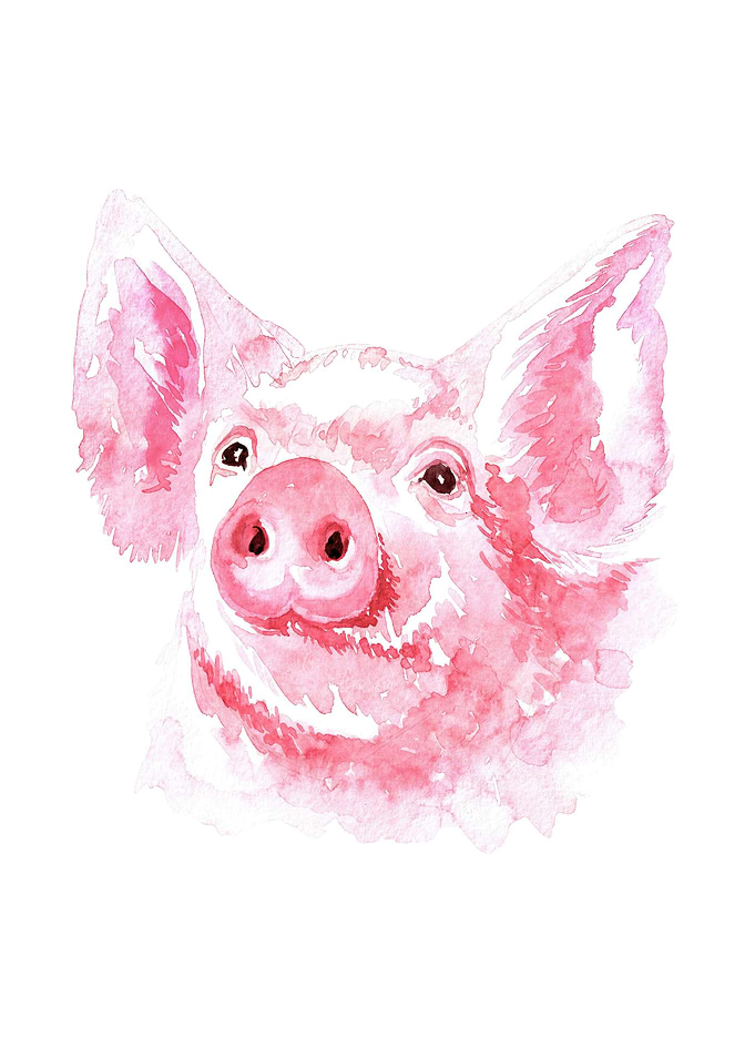 Pig