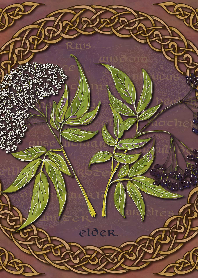 Celtic Elder