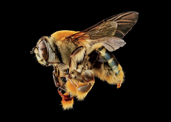Centris Decolorata