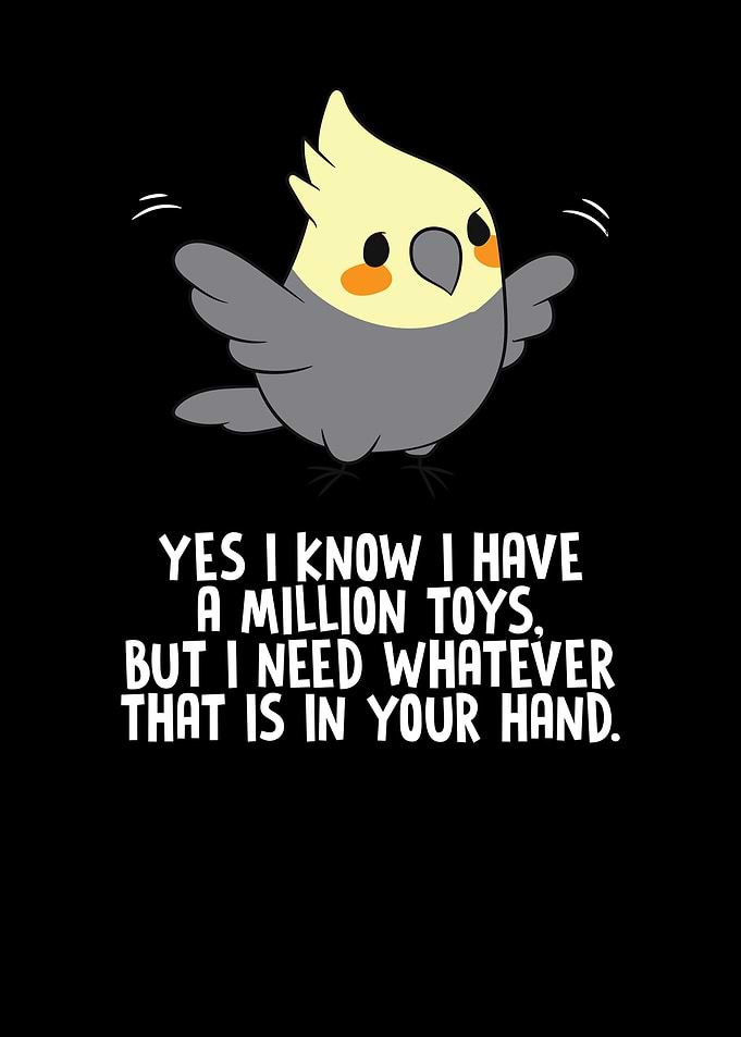 COCKATIEL Birds Funny