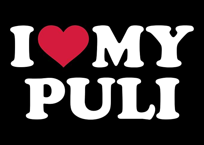 Puli