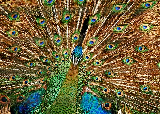 The eyes of Tavus