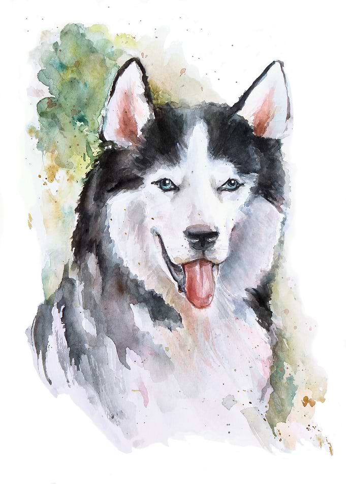 Husky dog