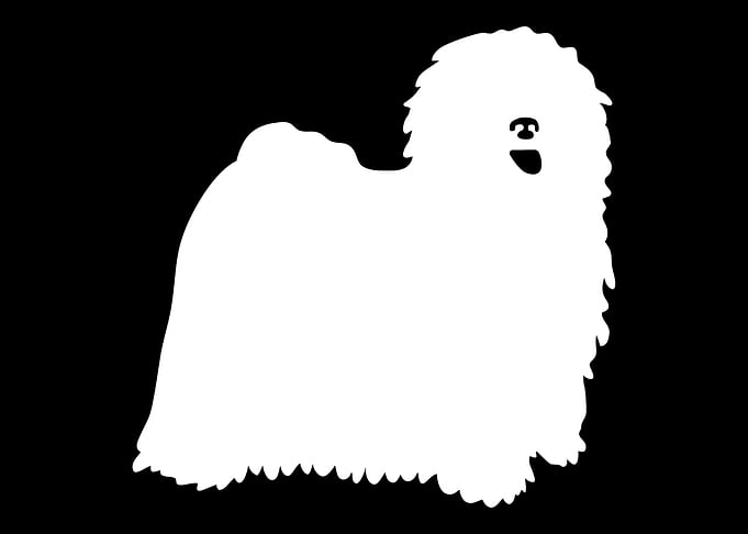 Puli