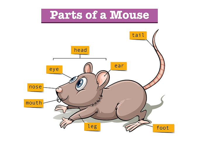 Mouse
