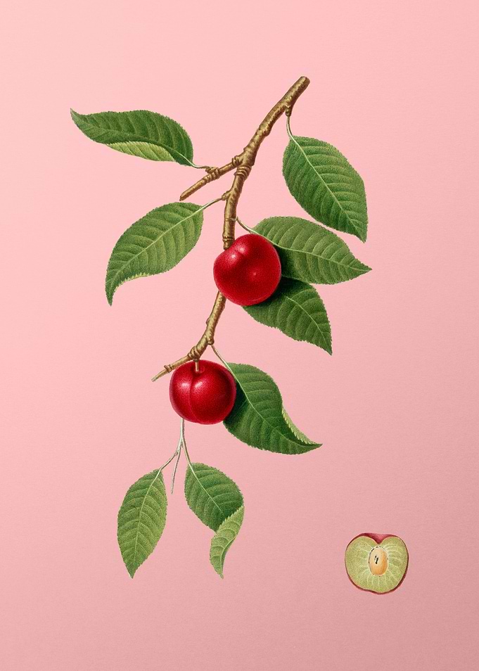 Vintage Cherry Plum Fruit