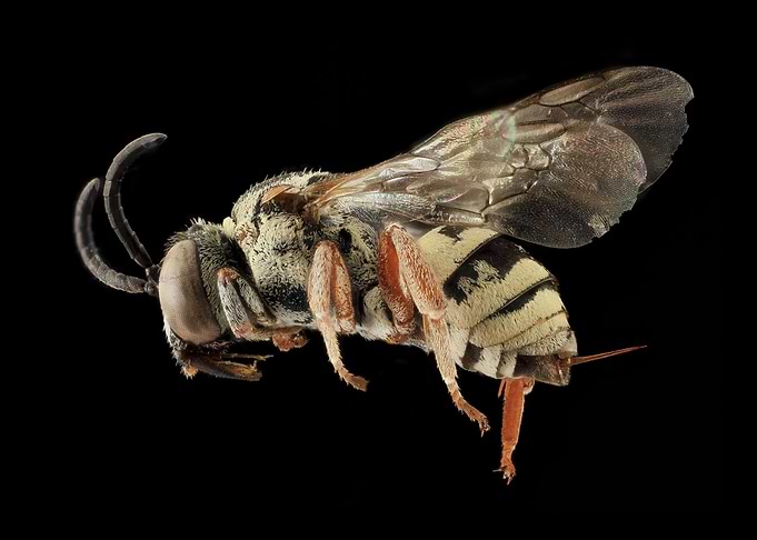 Wild bee