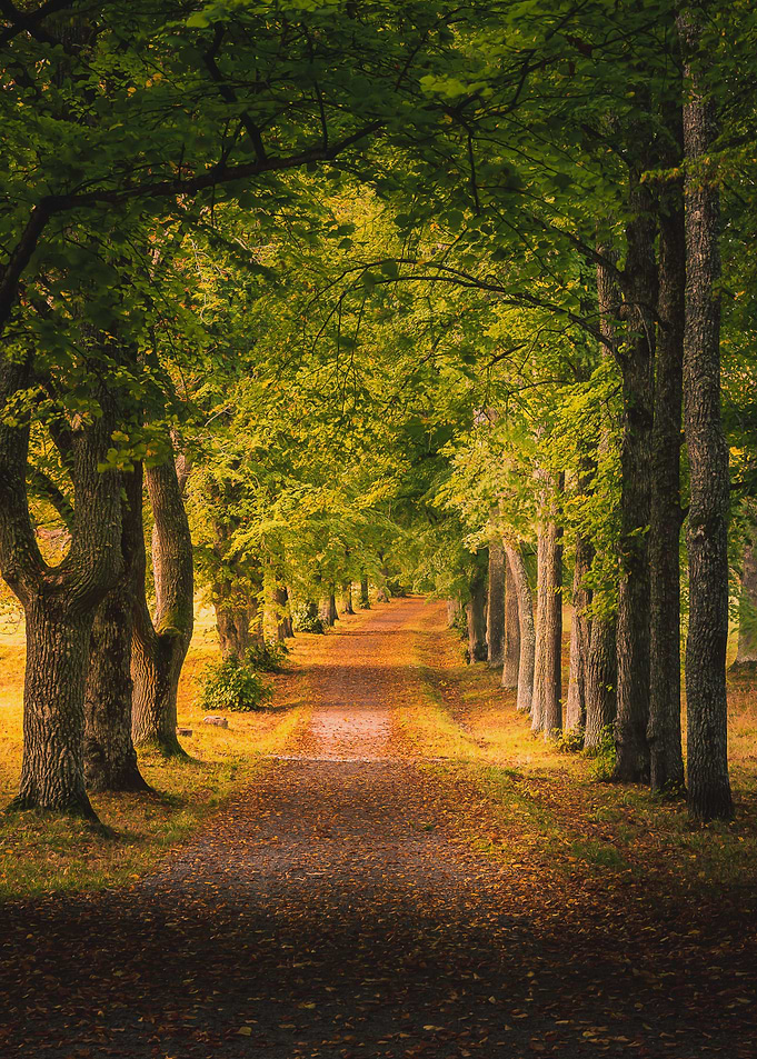 Autumn Morning Alley