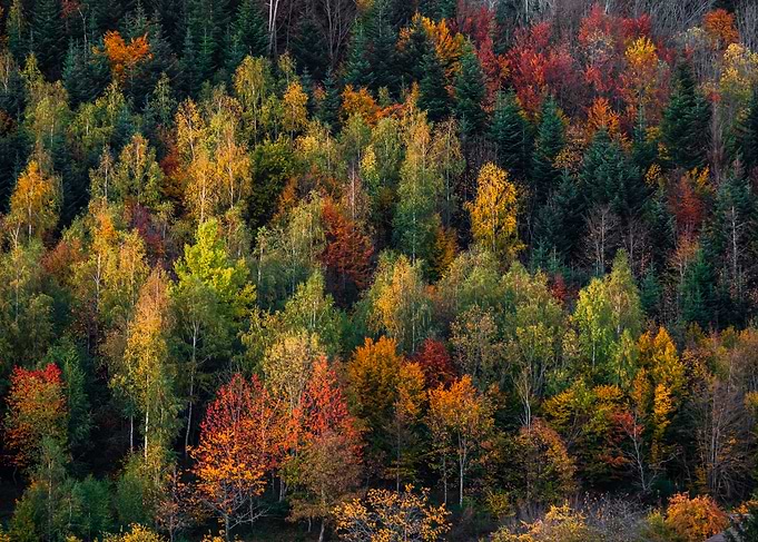 Multi colors of forest