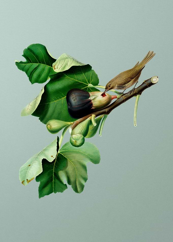 Vintage Fig Branch Bird