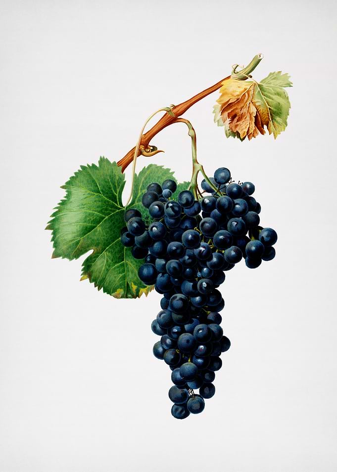 Vintage Grape Spanna Fruit