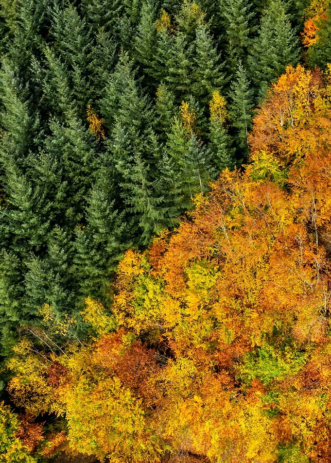 Vosges colors