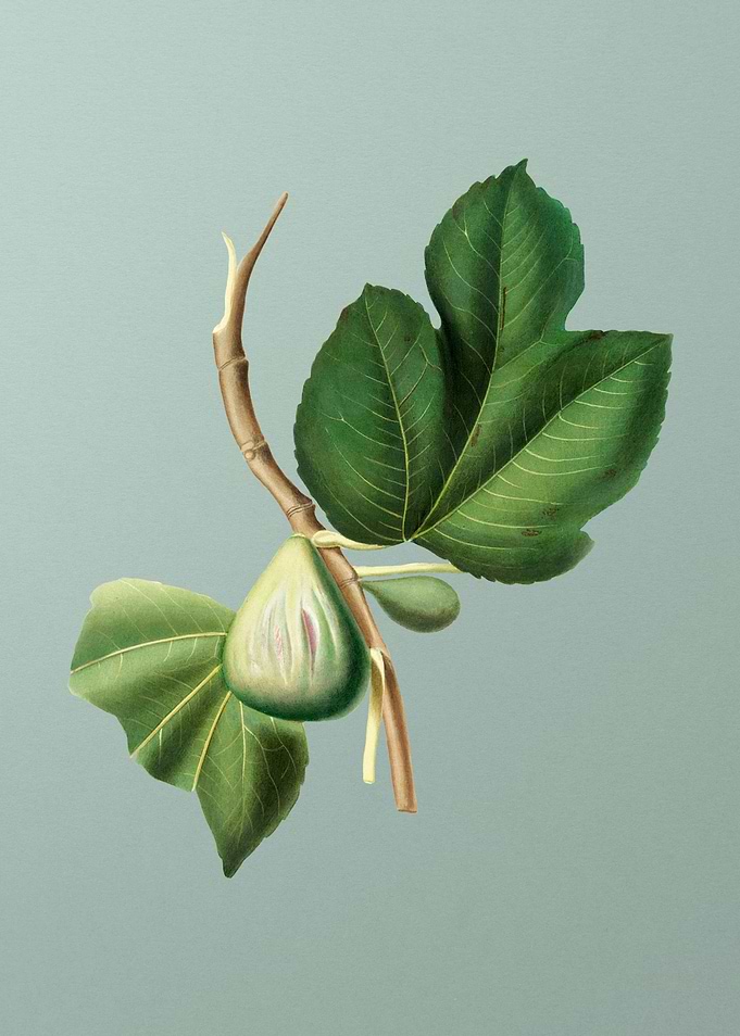 Vintage Fig Fruit Food Art