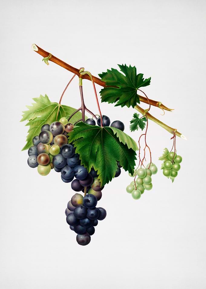 Vintage Grape from Ischia