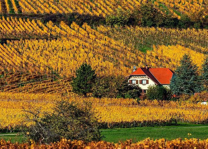 Yellow and orange colors