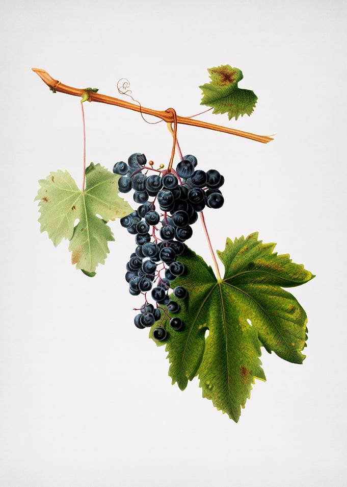 Vintage Grape Colorino Art