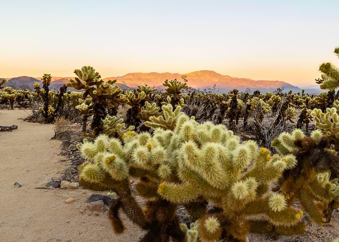 Joshua Cactus