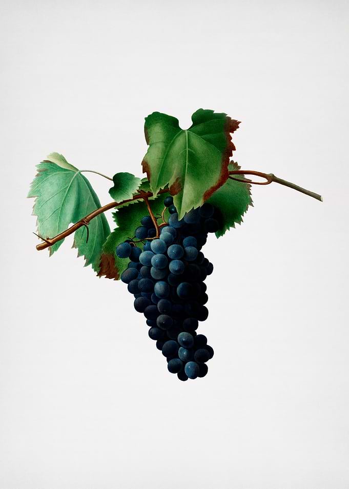 Vintage Grape Vine Fruit