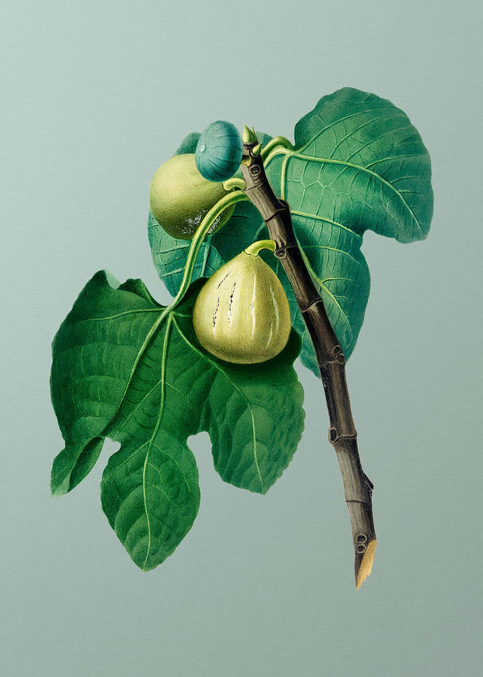 Vintage Fig Branch Fruits