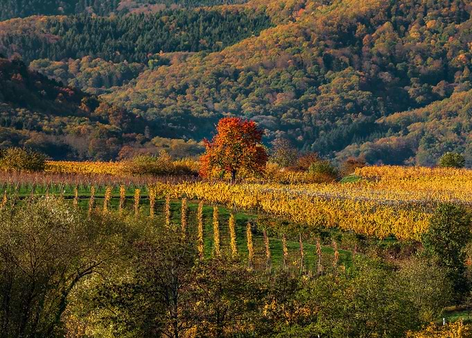 Autumn