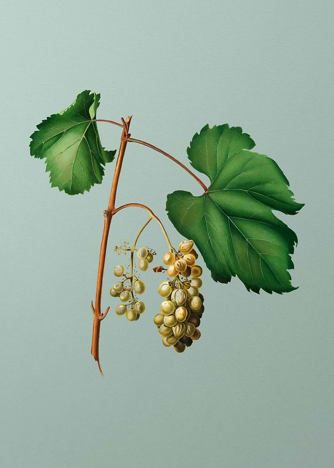 Vintage Friulli Grapes Art