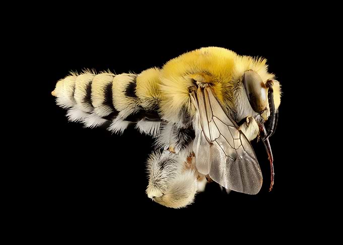 Habropoda Excellens