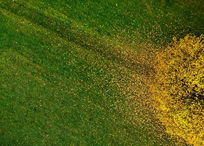 Yellow and green