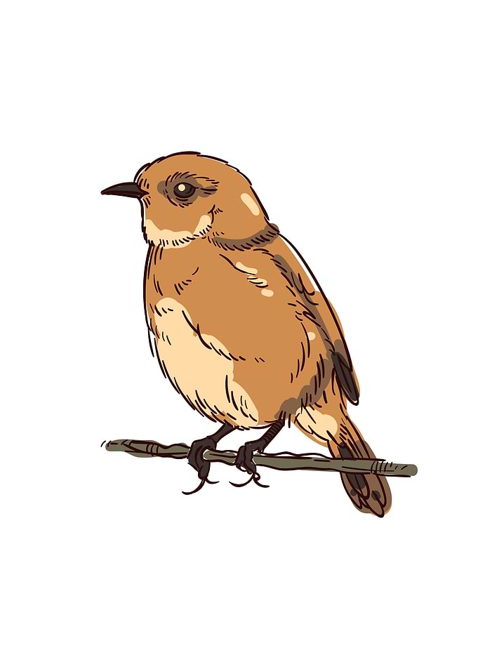 Bird