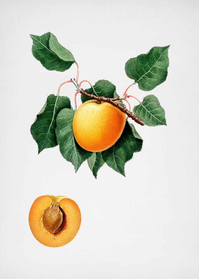 Vintage German Apricot Art