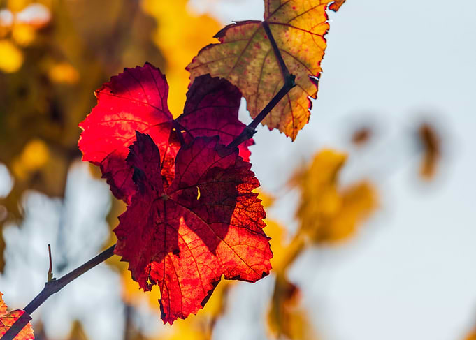 Leaves