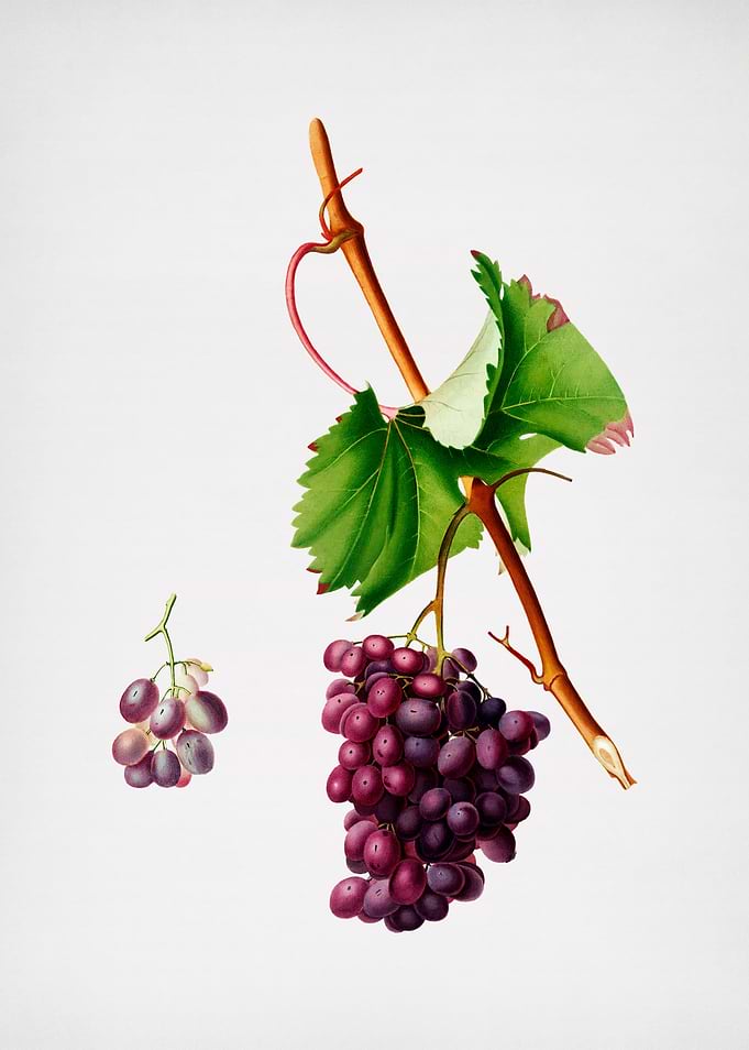 Vintage Grape Barbarossa