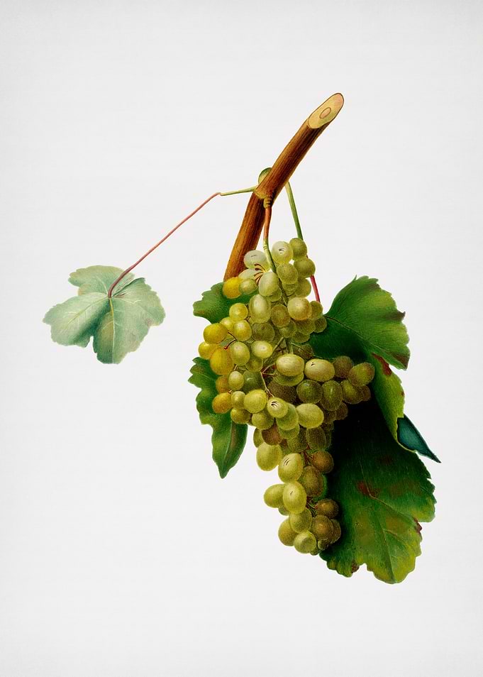 Vintage Grape Vine Fruit