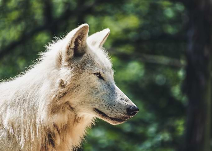 White Wolf
