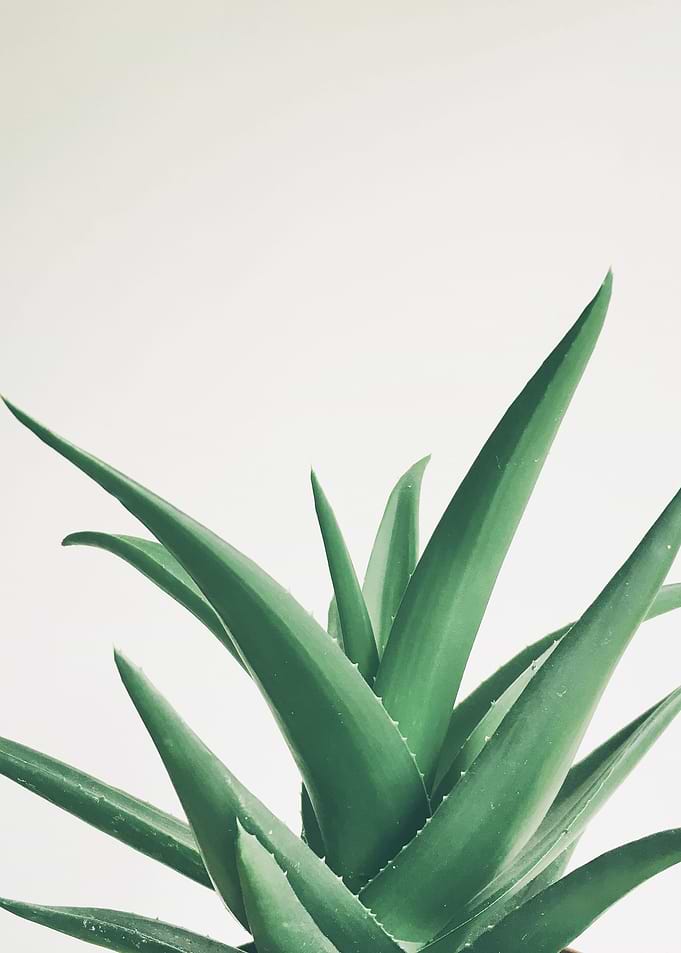 Leaves