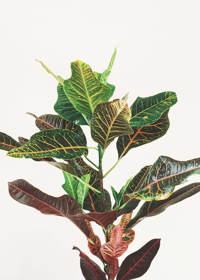 Croton