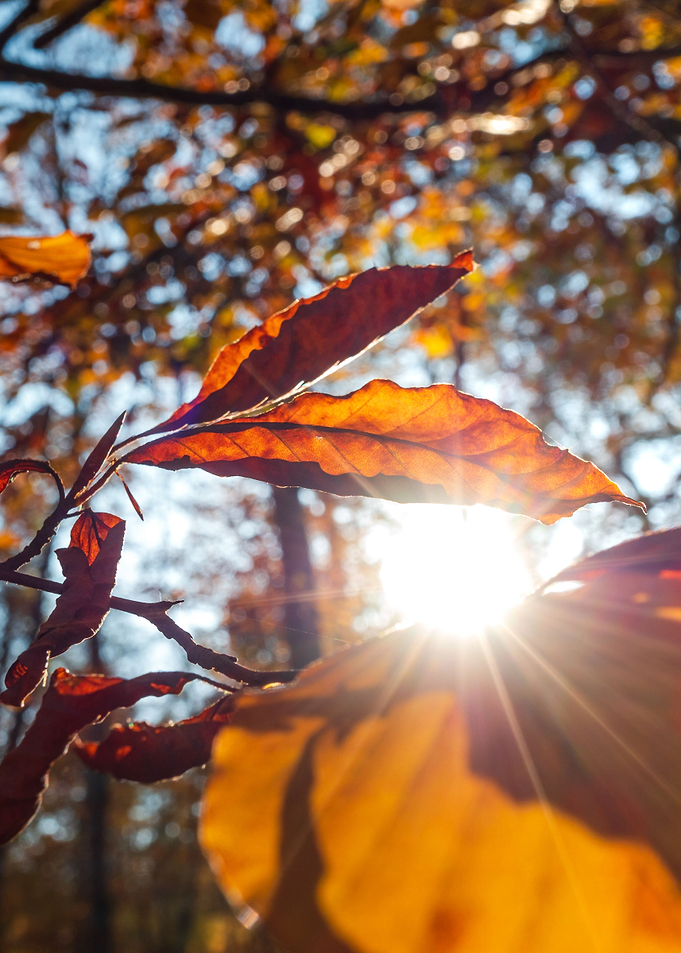 The suns rays