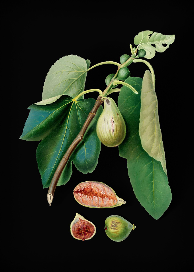 Vintage Monaco Fig Fruit