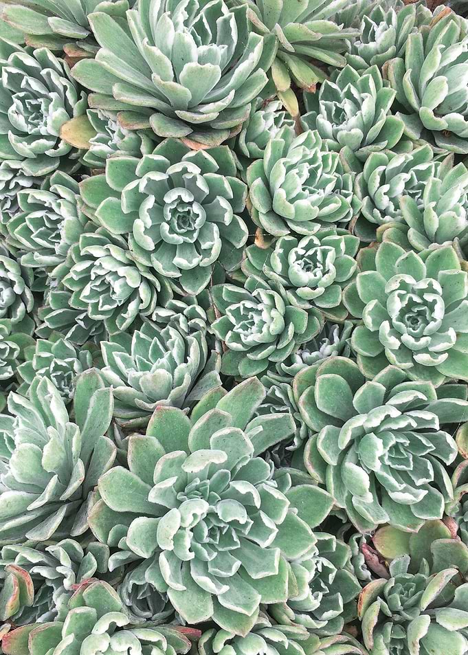 Succulent Bed