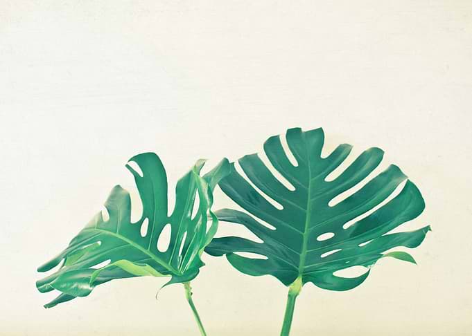 Monstera Leaves