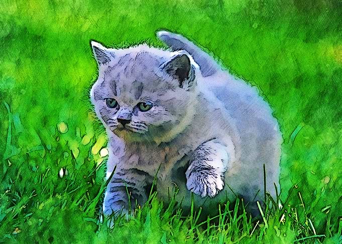 Cat