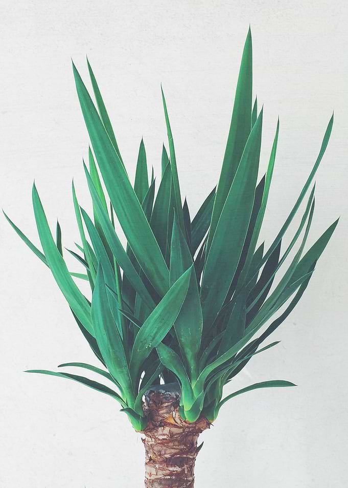 Yucca