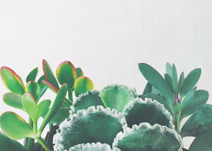 Plant Trio