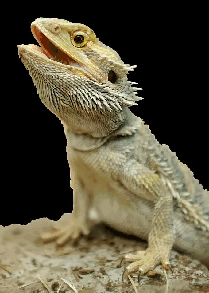 Pogona genus Reptiles