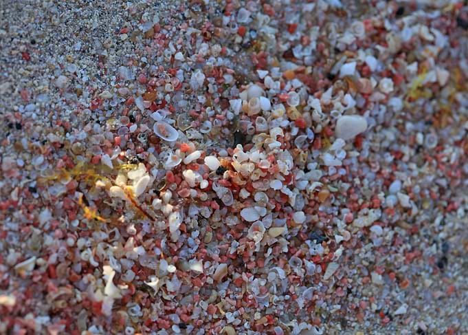 Shells backgroun Elafonisi