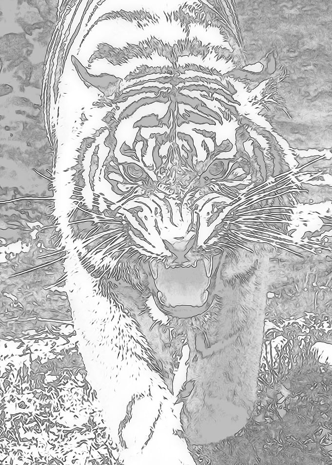 Animals 3