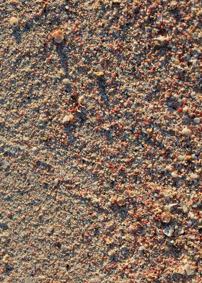 Shells backgroun Elafonisi