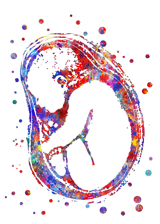 Fetus