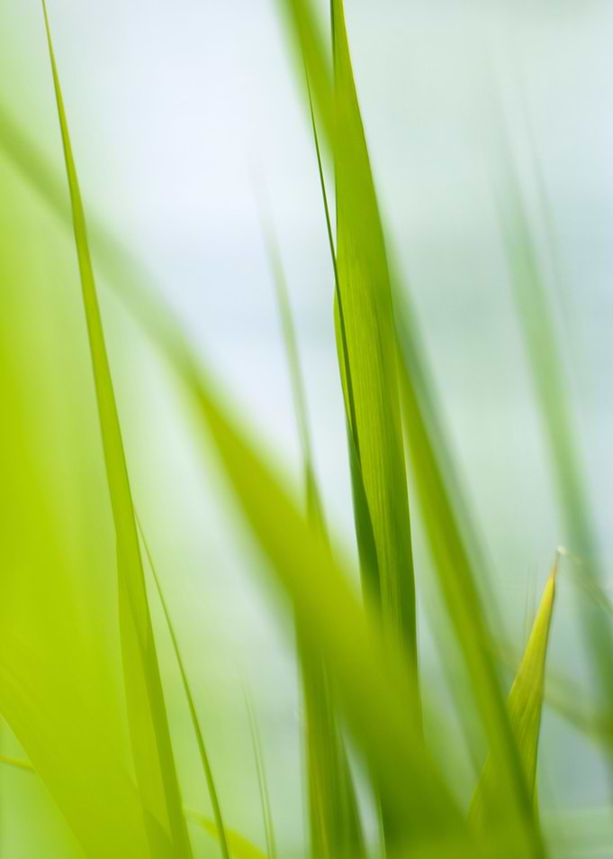 Green Leaves