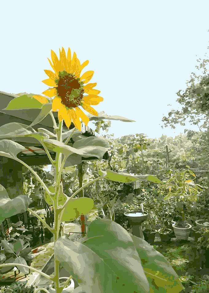 Flower of the Sun